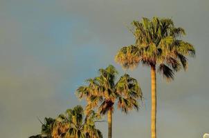 Flourishing palm trees photo