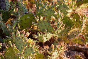 floreciente cactus planta foto