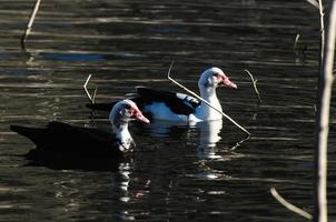 Muscovy Duck on the lake photo