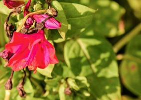 Pink blooming flower photo