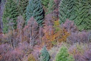 Trees in the forest photo