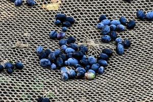 Blueberries in Venice, Italy photo