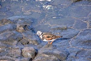 pájaro junto al mar foto