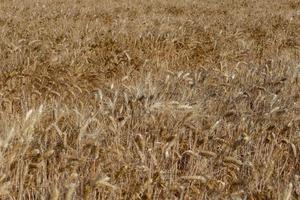 Wheat field before harvest photo