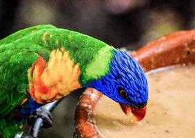 Colourful parrot in thezoo photo