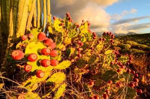 Cactuses at sunset photo