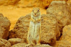 Squirrel on a rock photo