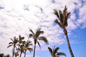 Palm trees under blue sky photo