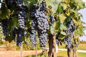 Red wine grapes photo