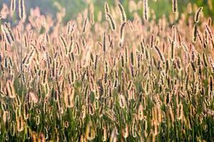 Field of grass photo