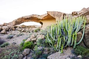 Cactus in the desert photo