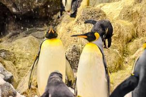 Group of penguins photo