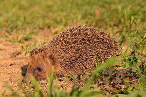 Cute brown hedgehog photo