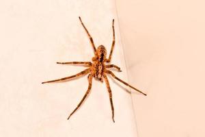 Large brown spider photo