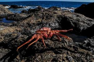 Crab on the shore photo