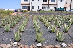 Plot of succulent plants photo