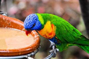 Colorful tropical bird photo