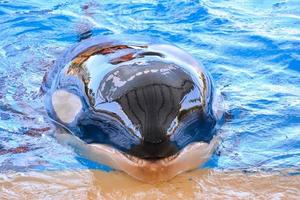 Swimming Orca Whale photo