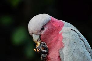 Colorful red and white bird photo