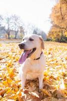 Adult golden labrador photo