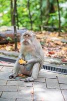 melancolía balinés mono comiendo mientras sentado en el acera foto