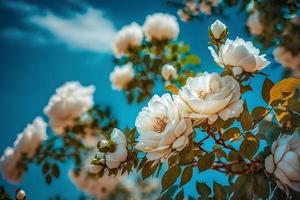 White bush roses on a background of blue sky in the sunlight. Beautiful spring or summer floral background photo