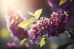 Lilac flowers spring blossom, sunny day light bokeh background photo