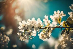 fotos primavera floreciente - blanco flores y luz de sol en el cielo, fotografía