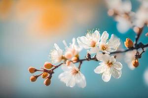 Photos Beautiful floral spring abstract background of nature. Branches of blossoming apricot macro with soft focus on gentle light blue sky background