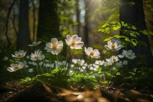 Beautiful white flowers of anemones in spring in a forest close up in sunlight in nature. Spring forest landscape with flowering primroses photo