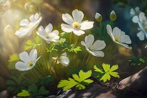 Beautiful white flowers of anemones in spring in a forest close up in sunlight in nature. Spring forest landscape with flowering primroses photo