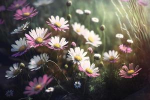 Meadow with lots of white and pink spring daisy flowers in sunny day photo