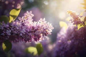 lila flores primavera florecer, soleado día ligero bokeh antecedentes foto