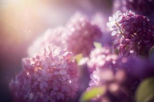 Lilac flowers spring blossom, sunny day light bokeh background photo