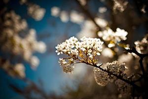 fotos primavera floreciente - blanco flores y luz de sol en el cielo, fotografía