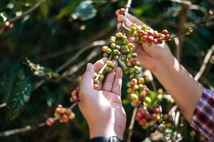 Close-up of agriculturist hands holding arabica coffee berries in a coffee plantation. photo