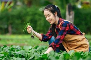Female Agricultural weeding in row of organic vegetable farm photo