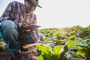 Asian senior male farmer working in tobacco plantation photo