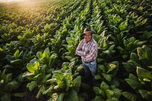 Asian senior male farmer working in tobacco plantation photo