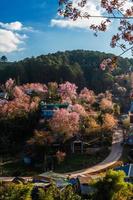 landscape of Beautiful Wild Himalayan Cherry Blooming pink Prunus cerasoides flowers at Phu Lom Lo Loei and Phitsanulok of Thailand photo