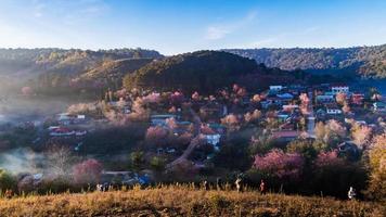 landscape of Beautiful Wild Himalayan Cherry Blooming pink Prunus cerasoides flowers at Phu Lom Lo Loei and Phitsanulok of Thailand photo