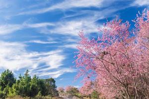 landscape of Beautiful Wild Himalayan Cherry Blooming pink Prunus cerasoides flowers at Phu Lom Lo Loei and Phitsanulok of Thailand photo