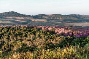 landscape of Beautiful Wild Himalayan Cherry Blooming pink Prunus cerasoides flowers at Phu Lom Lo Loei and Phitsanulok of Thailand photo