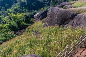 hermosa prado flores silvestres Paja flor en el montañas phu hin rong kla nacional parque, Tailandia foto