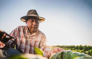 agricultor asiático senior que trabaja en una plantación de tabaco foto