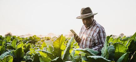 Asian senior male farmer working in tobacco plantation photo