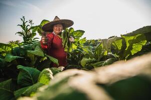 Female Farmer working agriculture in tobacco fields photo