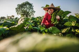 Female Farmer working agriculture in tobacco fields photo