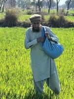 Pakistan farmer spreading fertilizer in the agriculture field photo