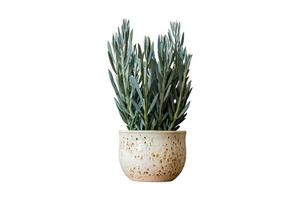 8 White flowerpot with a plant isolated on a transparent background photo